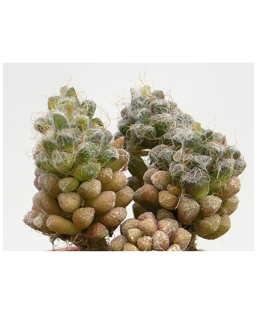 Kuentz-cactus  - Anacampseros karasmontana   - Pot  5 cm