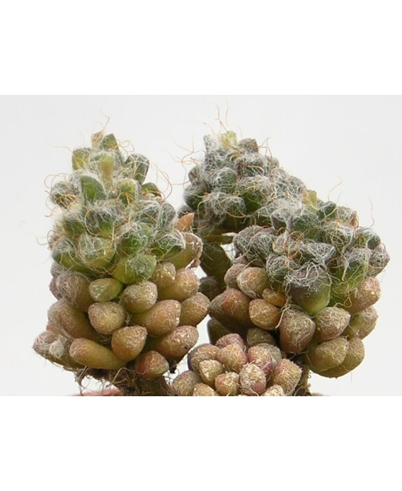 Kuentz-cactus  - Anacampseros karasmontana   - Pot  5 cm