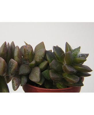 Kuentz-cactus  - Anacampseros rufescens - Pot  5 cm
