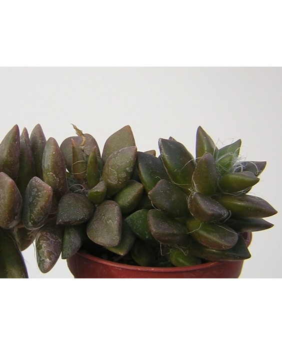 Kuentz-cactus  - Anacampseros rufescens - Pot  5 cm