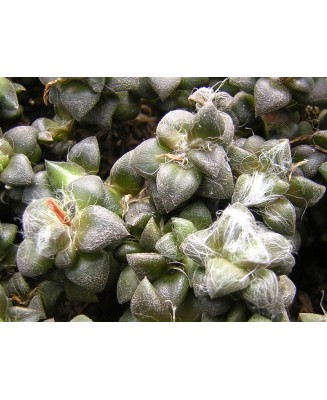 Kuentz-cactus  - Anacampseros filamentosa ssp. tomentosa - Pot  5 cm