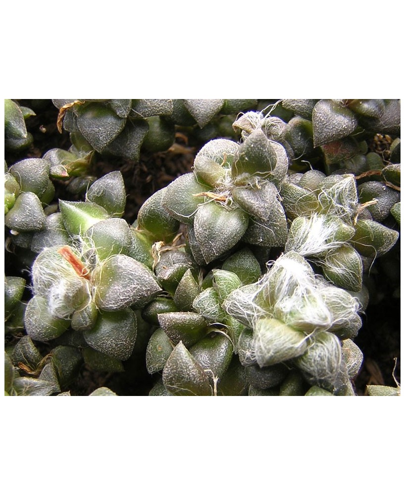 Kuentz-cactus  - Anacampseros filamentosa ssp. tomentosa - Pot  5 cm