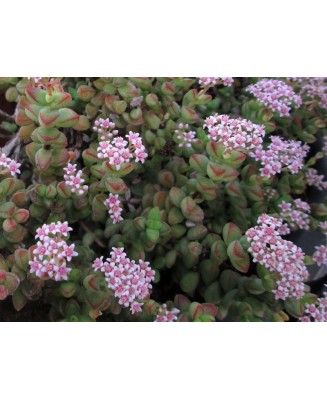 Kuentz-cactus  - Crassula rupestris ("brevifolia") - Pot  5 cm