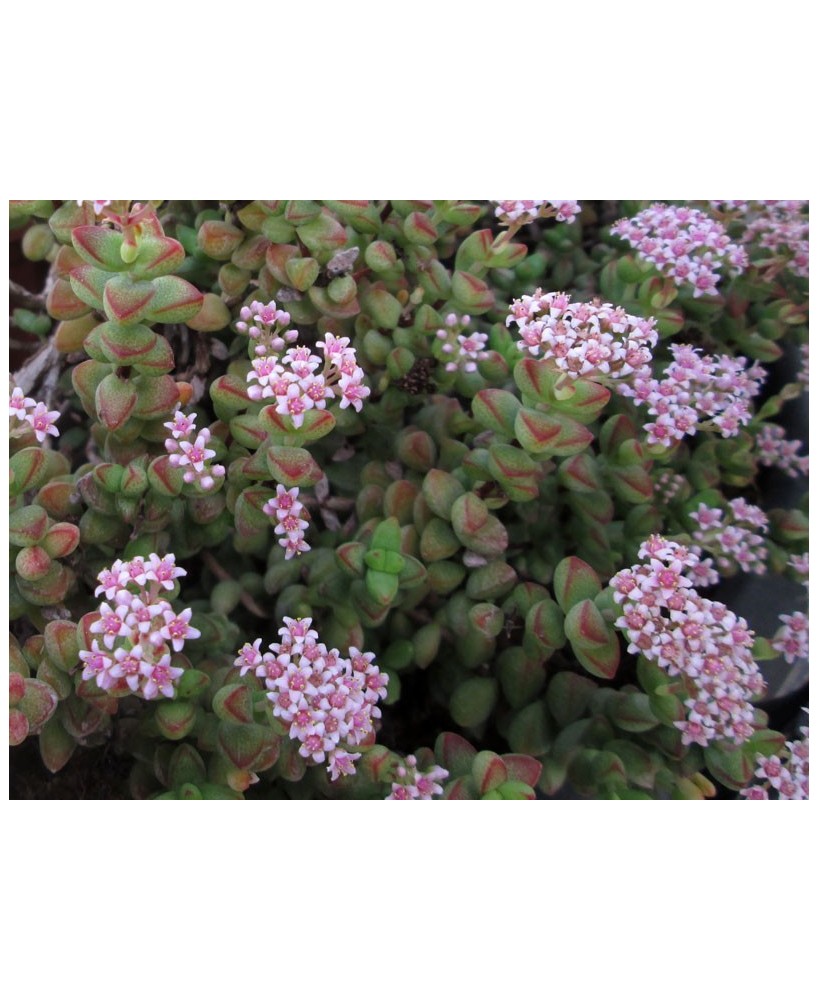Kuentz-cactus  - Crassula rupestris ("brevifolia") - Pot  5 cm