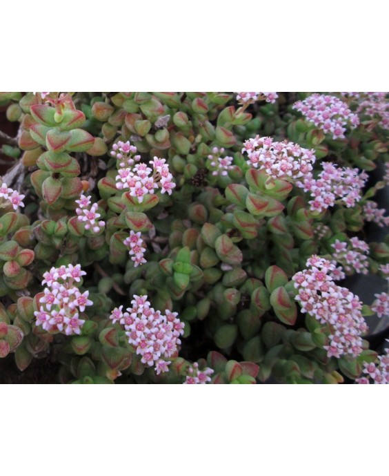 Kuentz-cactus  - Crassula rupestris ("brevifolia") - Pot  5 cm