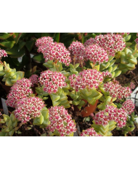 Kuentz-cactus  - Crassula rupestris  'Conjuncta' - Pot  6 cm