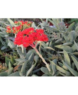 Kuentz-cactus  - Crassula perfoliata var. minor - Pot  5 cm