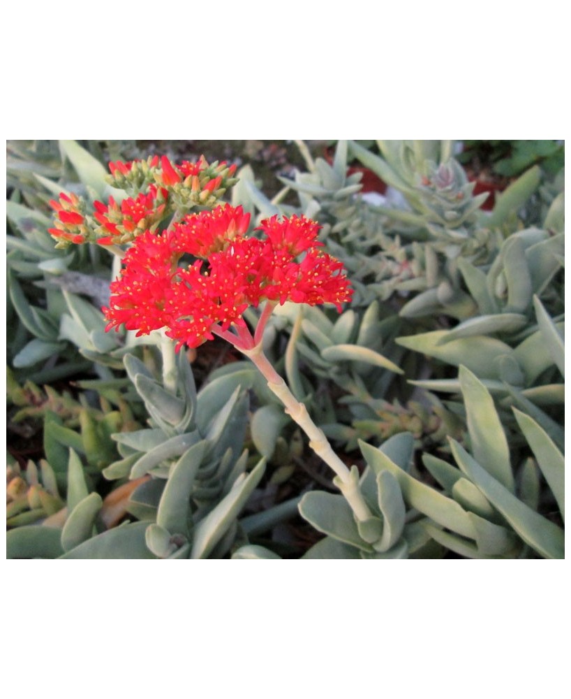 Kuentz-cactus  - Crassula perfoliata var. minor - Pot  5 cm