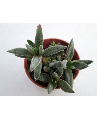 Kuentz-cactus  - Crassula justus-corderoyi - Pot  5 cm