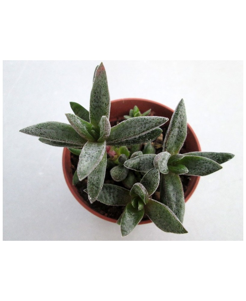 Kuentz-cactus  - Crassula justus-corderoyi - Pot  5 cm