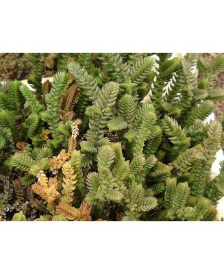 Kuentz-cactus  - Crassula lycopodioides 'Purpusii' - Pot  5 cm