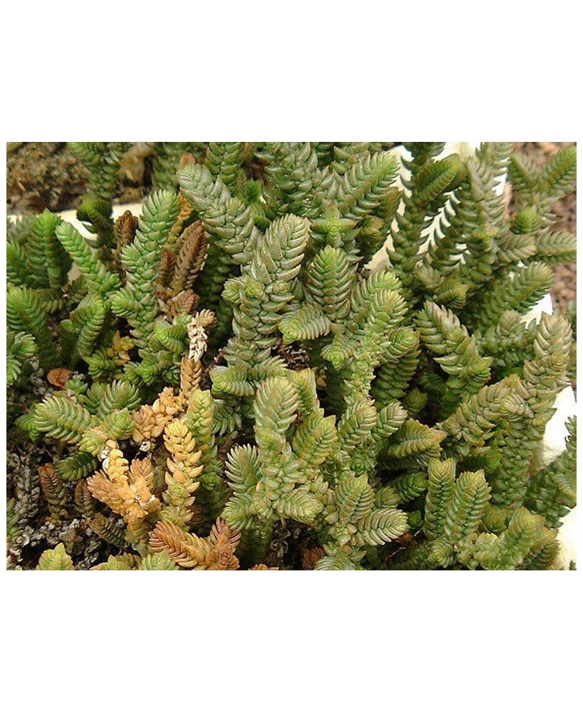 Kuentz-cactus  - Crassula lycopodioides 'Purpusii' - Pot  5 cm