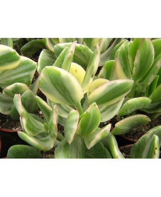 Kuentz-cactus  - Crassula ovata 'Tricolor' ('Obliqua Variegata') - Pot  5 cm