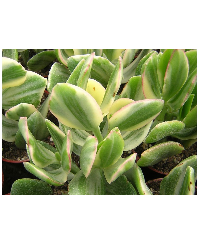 Kuentz-cactus  - Crassula ovata 'Tricolor' ('Obliqua Variegata') - Pot  5 cm