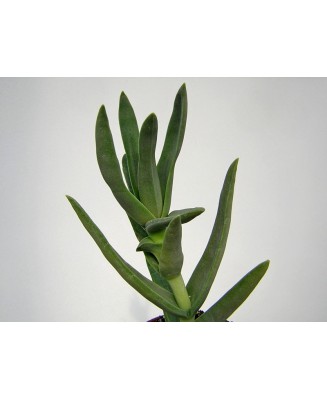 Kuentz-cactus  - Crassula perfoliata var. coccinea - Pot  8 cm