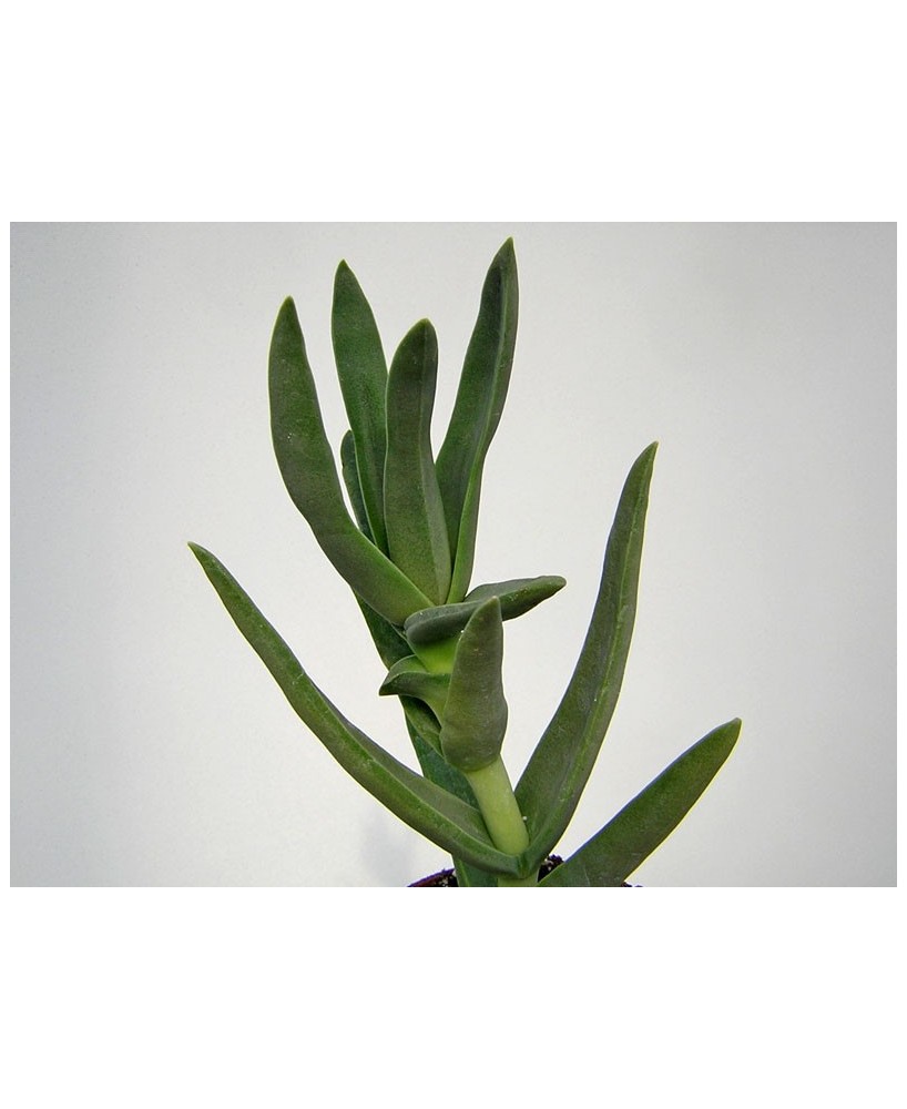 Kuentz-cactus  - Crassula perfoliata var. coccinea - Pot  8 cm