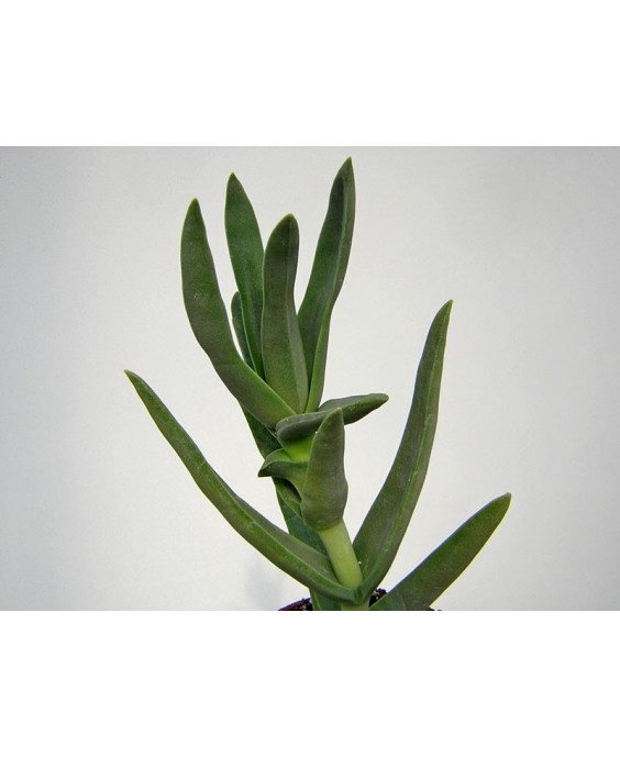 Kuentz-cactus  - Crassula perfoliata var. coccinea - Pot  8 cm