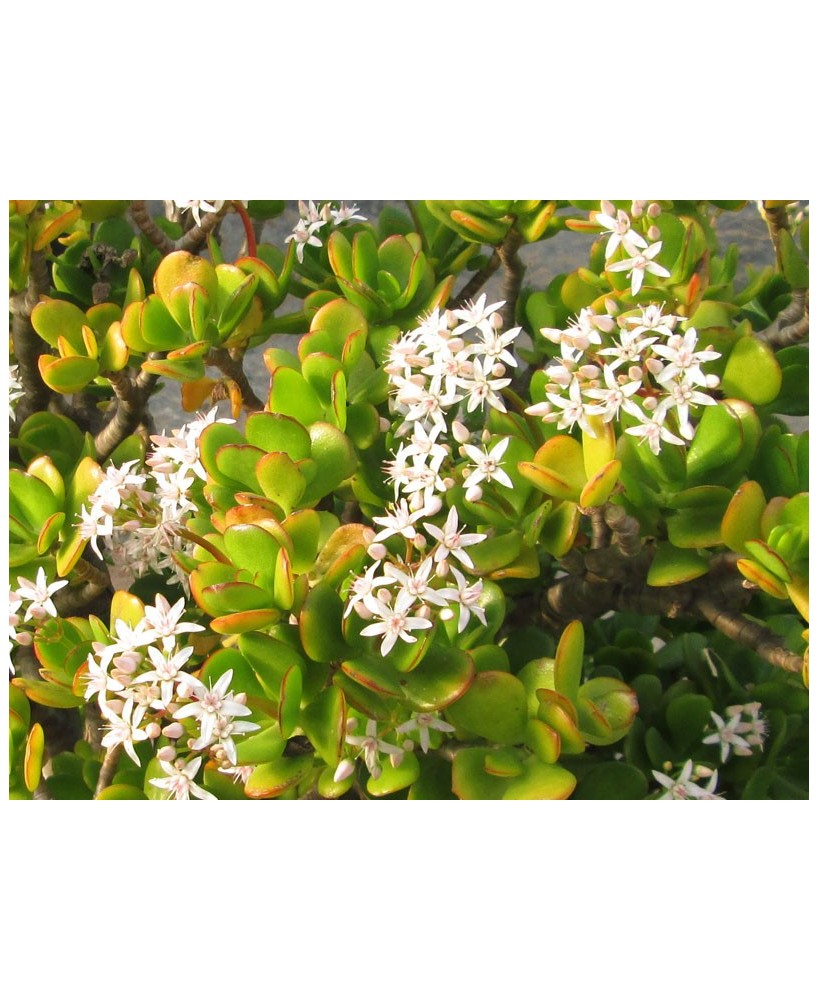 Kuentz-cactus  - Crassula ovata (syn. Crassula portulacea) - Pot  6 cm