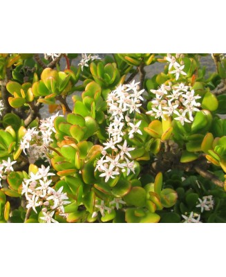 Kuentz-cactus  - Crassula ovata (syn. Crassula portulacea) - Pot 10 cm