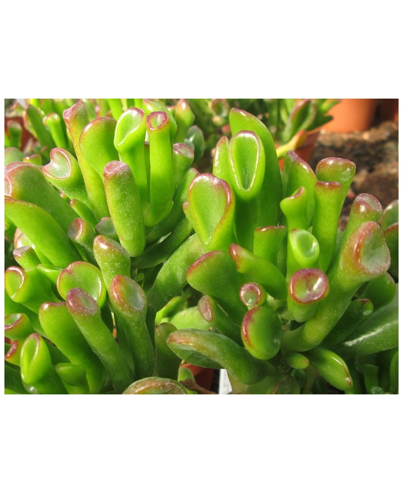 Kuentz-cactus  - Crassula ovata 'Gollum' - Pot  5 cm