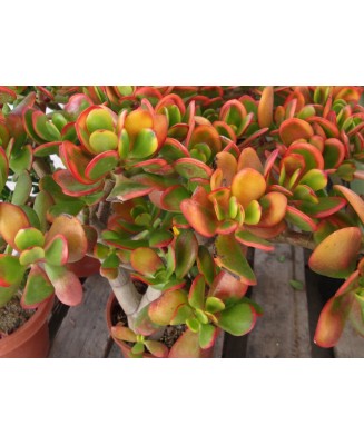 Kuentz-cactus  - Crassula ovata 'Hummel's Sunset' - Pot  6 cm