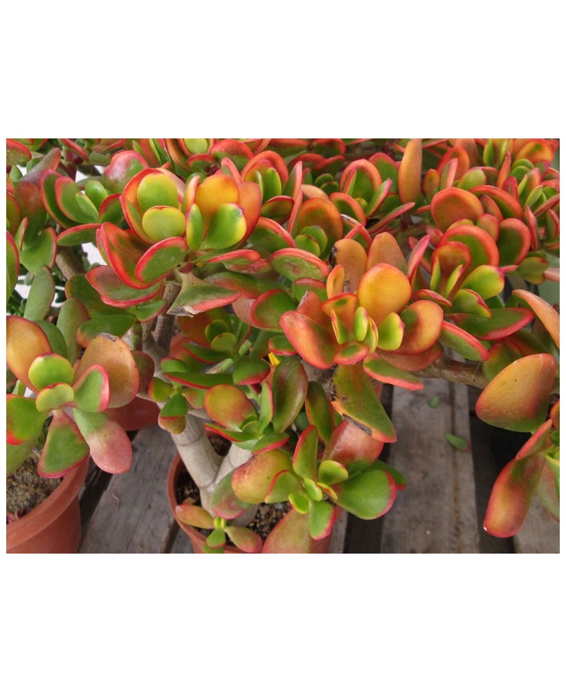 Kuentz-cactus  - Crassula ovata 'Hummel's Sunset' - Pot  6 cm