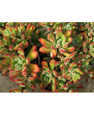 Kuentz-cactus  - Echeveria pulvinata 'Ruby' - Pot  6 cm