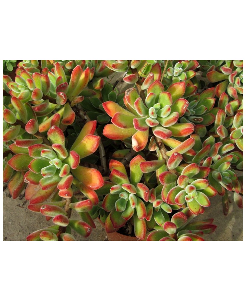 Kuentz-cactus  - Echeveria pulvinata 'Ruby' - Pot  6 cm