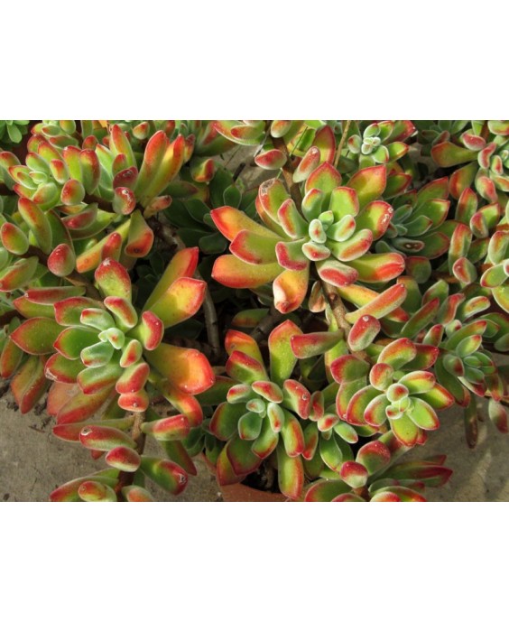 Kuentz-cactus  - Echeveria pulvinata 'Ruby' - Pot  6 cm