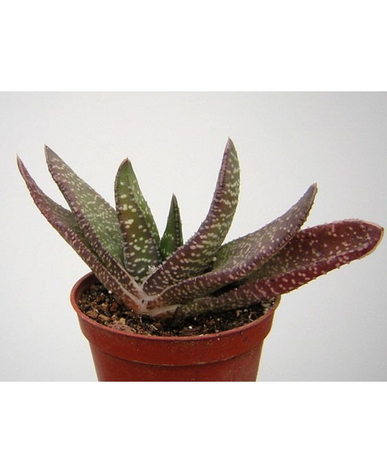Kuentz-cactus  - Gasteria carinata - Pot  6 cm