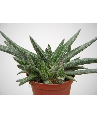Kuentz-cactus  - Gasteria carinata var. verrucosa - Pot  6 cm