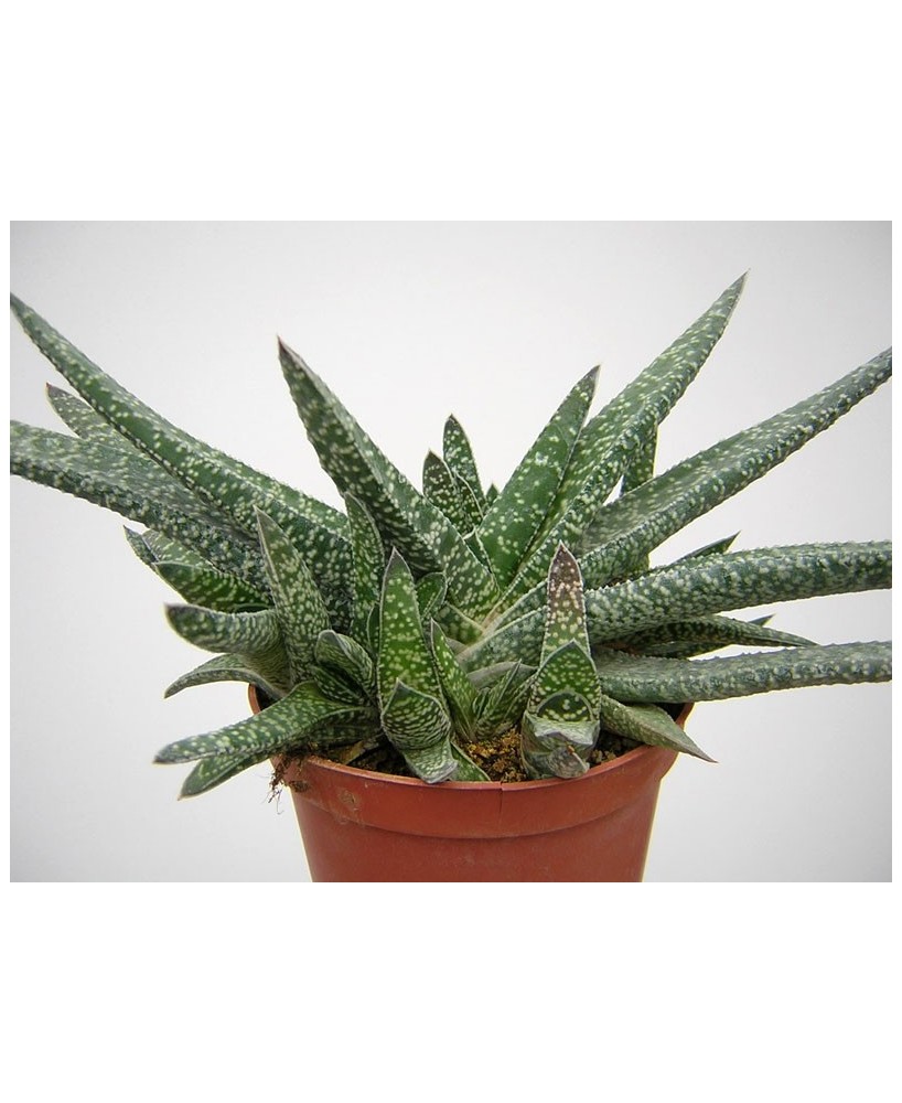 Kuentz-cactus  - Gasteria carinata var. verrucosa - Pot  8 cm
