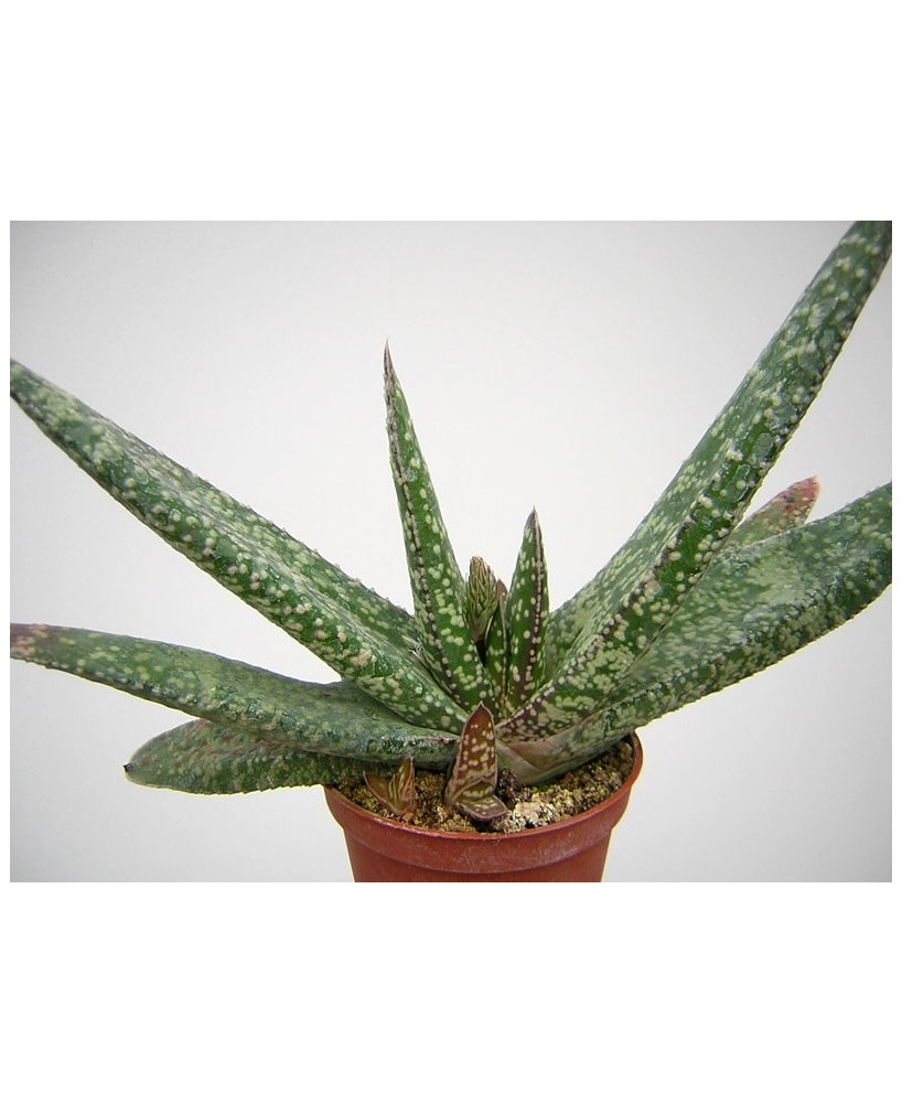Kuentz-cactus  - Gasteria carinata  'Dicta' - Pot 10 cm
