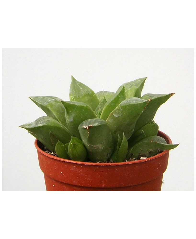 Kuentz-cactus  - Haworthia retusa var. fouchei - Pot  8 cm