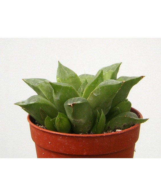 Kuentz-cactus  - Haworthia retusa var. fouchei - Pot  8 cm