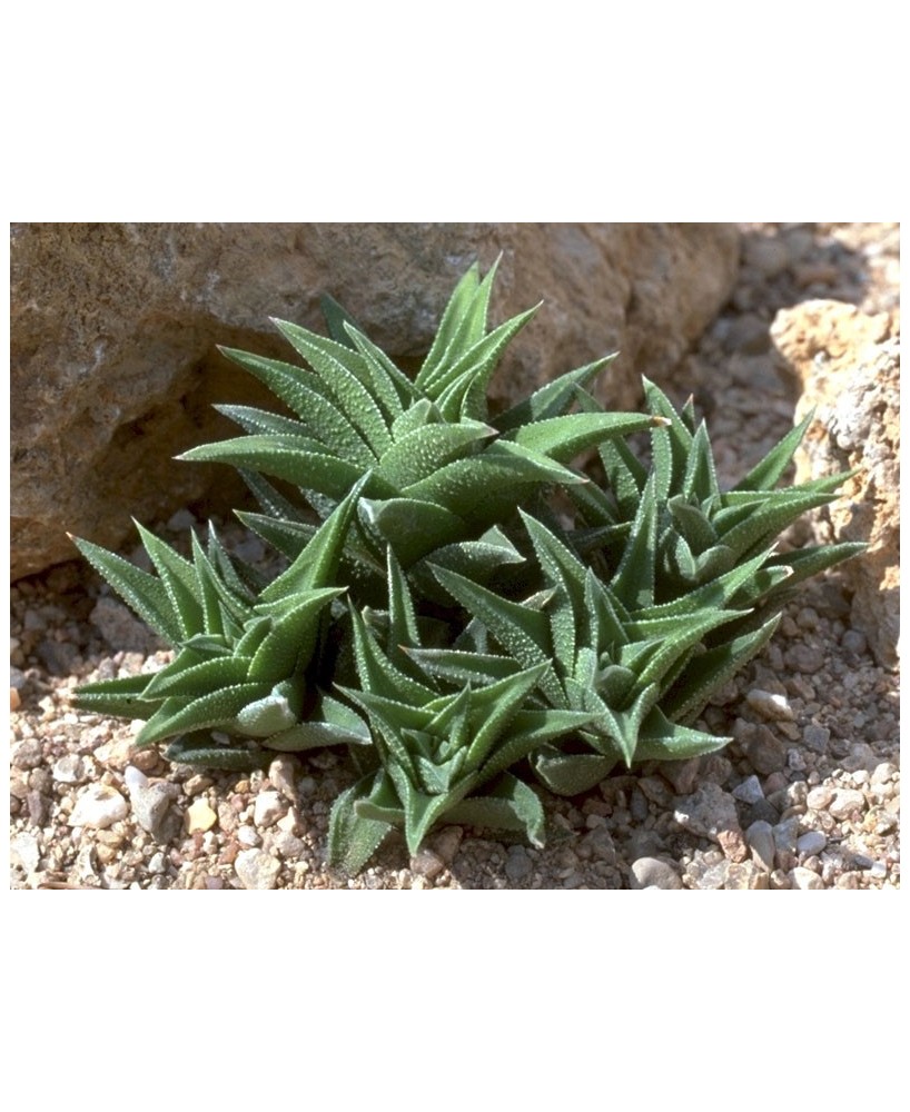 Kuentz-cactus  - Haworthia tortuosa var. curta - Pot  6 cm