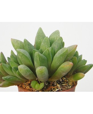 Kuentz-cactus  - Haworthia turgida var. suberecta - Pot  5 cm