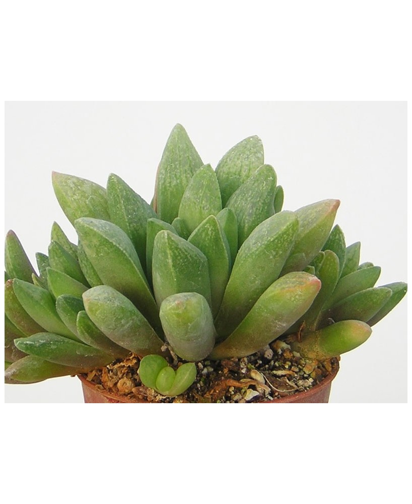 Kuentz-cactus  - Haworthia turgida var. suberecta - Pot  5 cm