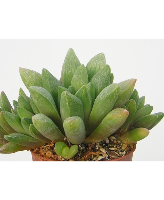 Kuentz-cactus  - Haworthia turgida var. suberecta - Pot  5 cm