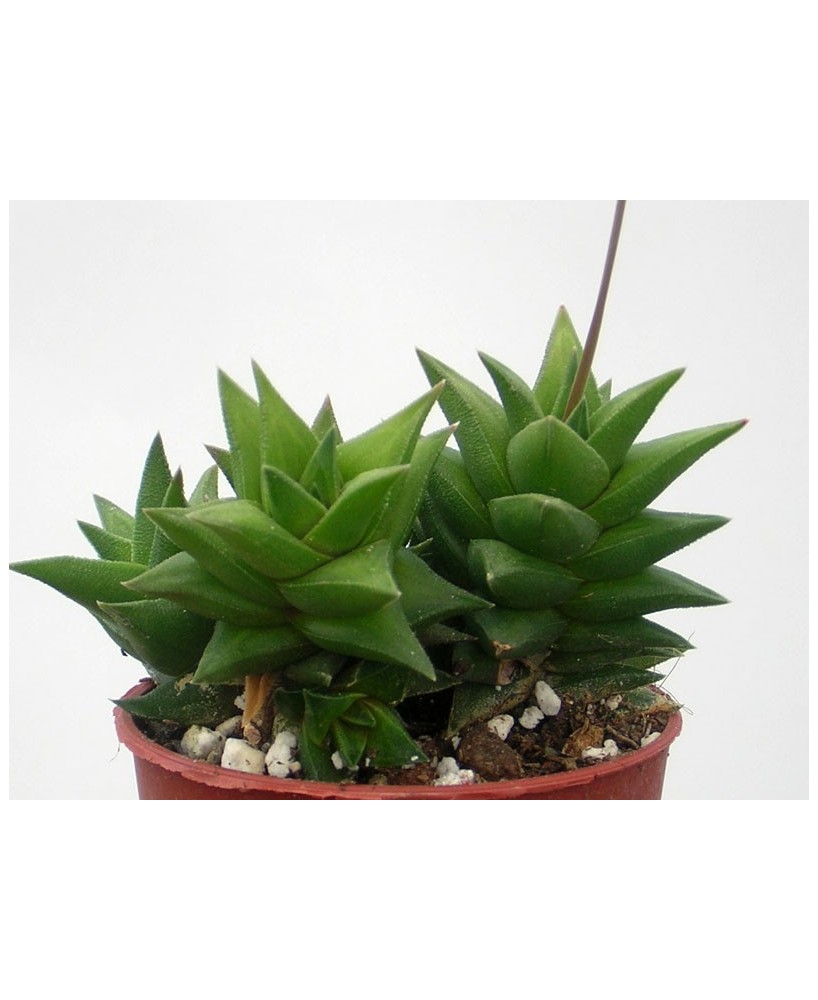 Kuentz-cactus  - Haworthia viscosa - Pot  5 cm