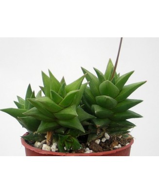 Kuentz-cactus  - Haworthia viscosa - Pot  6 cm