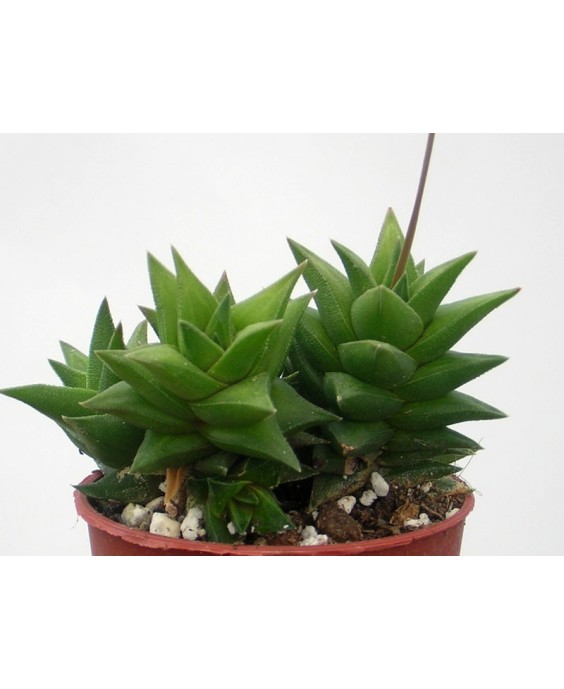 Kuentz-cactus  - Haworthia viscosa - Pot  6 cm