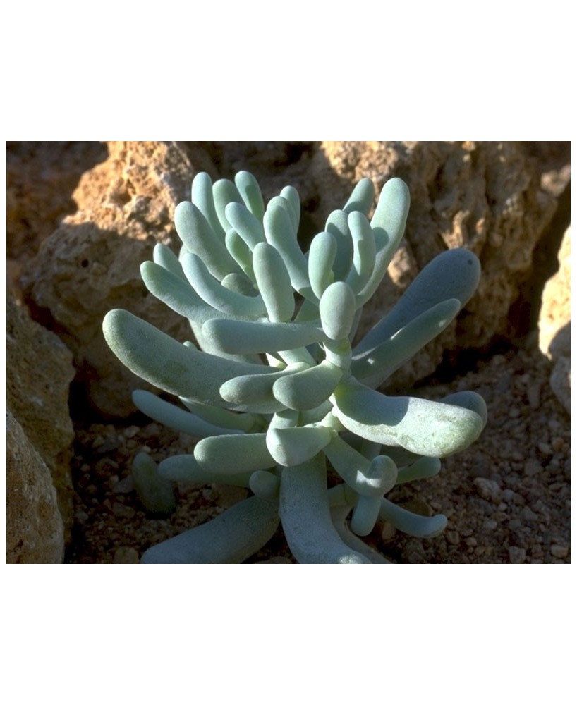 Kuentz-cactus  - Sedum allantoides - Pot  6 cm