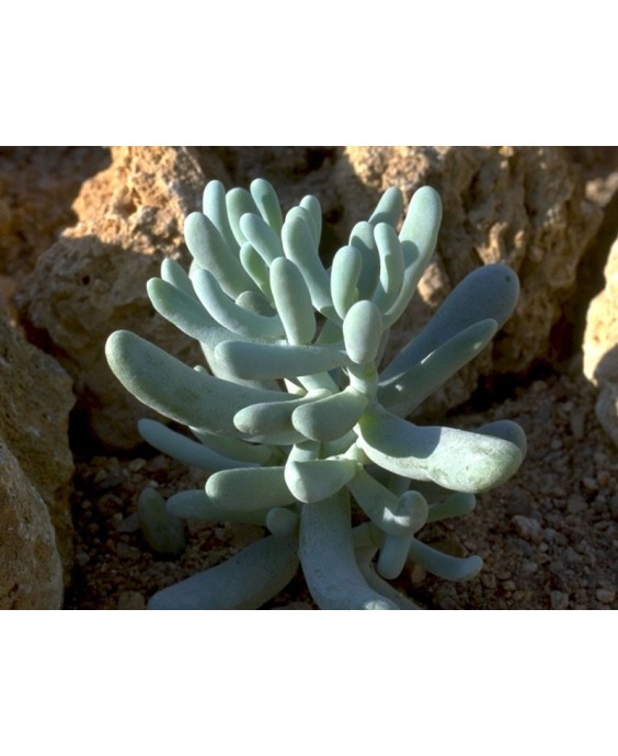Kuentz-cactus  - Sedum allantoides - Pot  6 cm