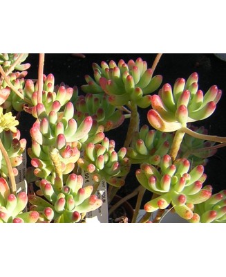 Kuentz-cactus  - Sedum pachyphyllum - Pot  6 cm