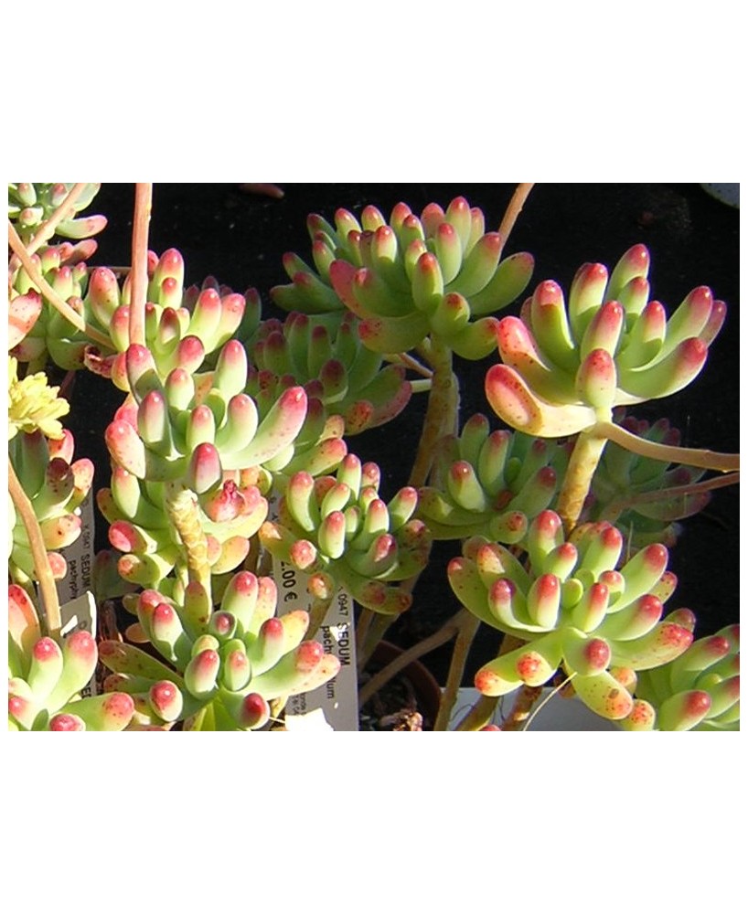 Kuentz-cactus  - Sedum pachyphyllum - Pot  6 cm