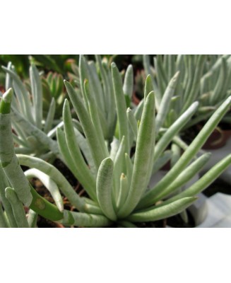 Kuentz-cactus  - Senecio scaposus - Pot  6 cm