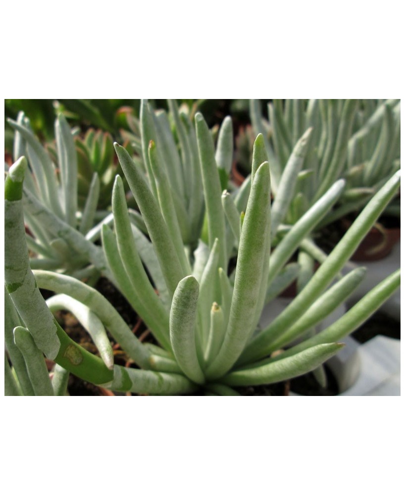 Kuentz-cactus  - Senecio scaposus - Pot  6 cm