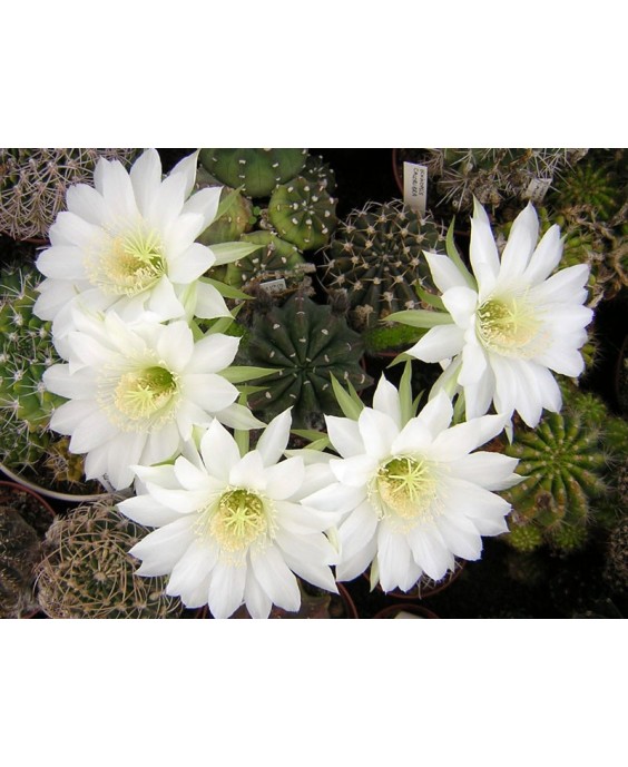 Kuentz-cactus  - Echinopsis subdenudata - Pot  5 cm