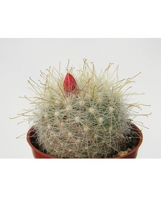 Kuentz-cactus  - Mammillaria senilis (Mamillopsis senilis) - Pot  5 cm